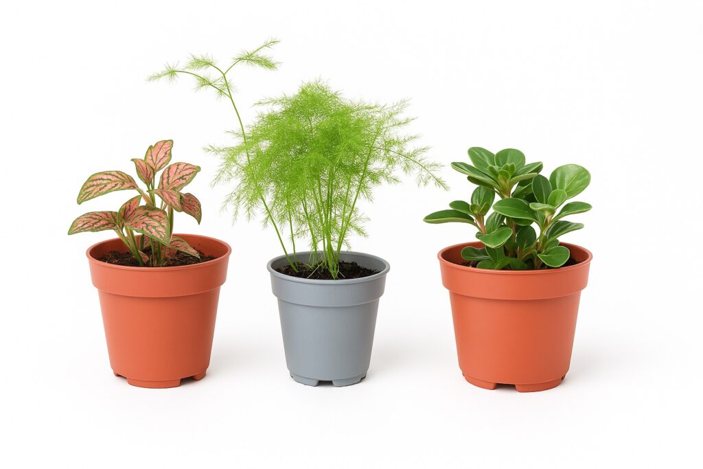 Plants from box